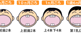 第36回 乳歯のはえる順番